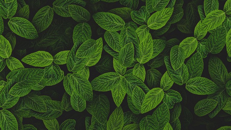 Мята перечная Эстетика