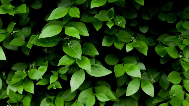 Зелёные растения