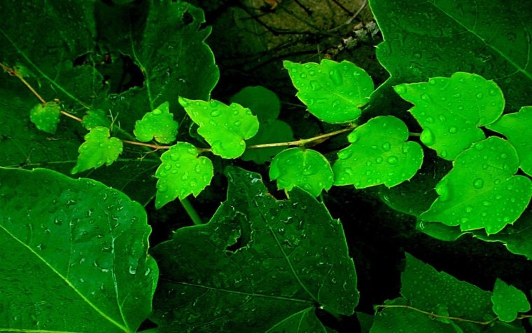 Густая листва