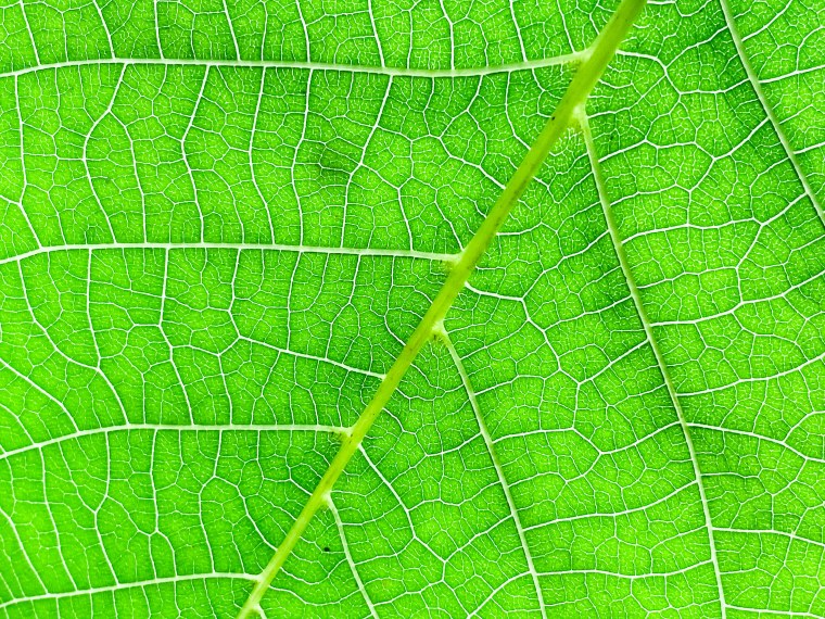 Жилка листа