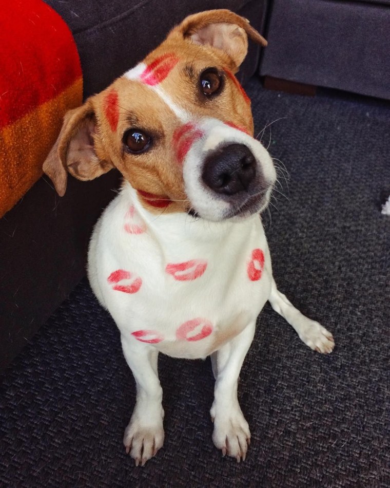 Смешные собаки Джек Рассел терьер