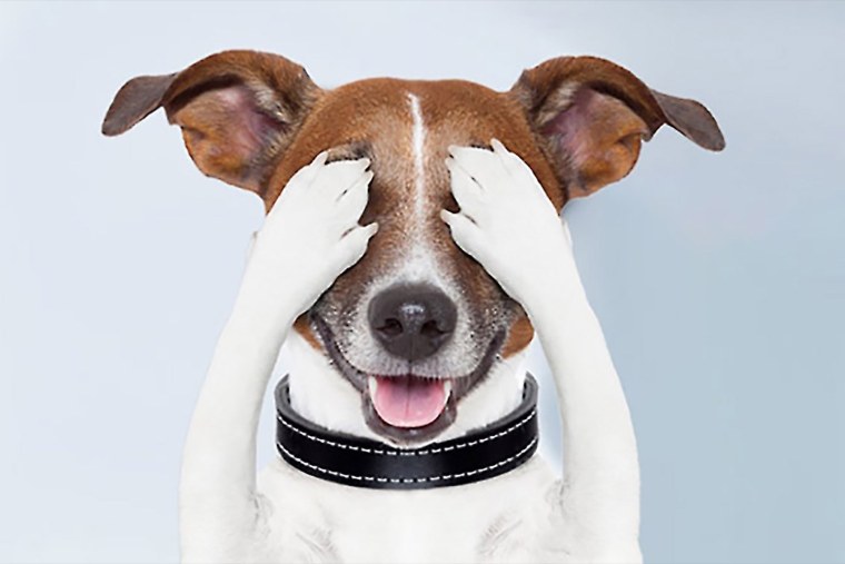 Джек Рассел