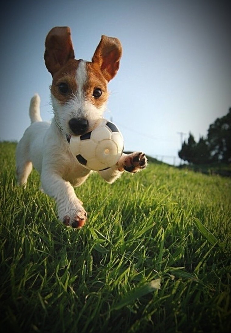 Джек Рассел