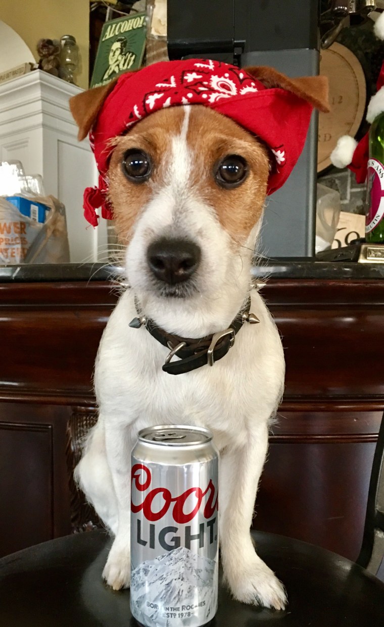 Смешной Джек Рассел