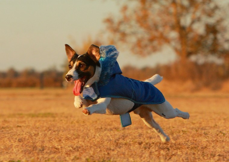 Одежда для прогулок с собакой