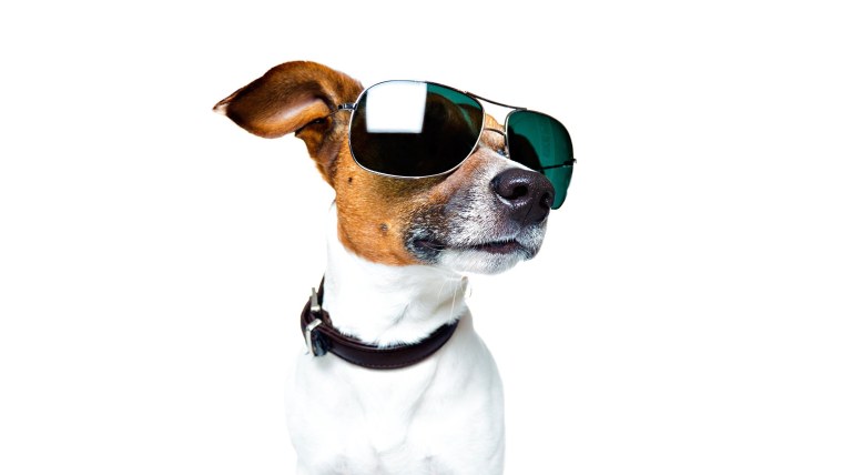 Джек-Рассел-терьер фон