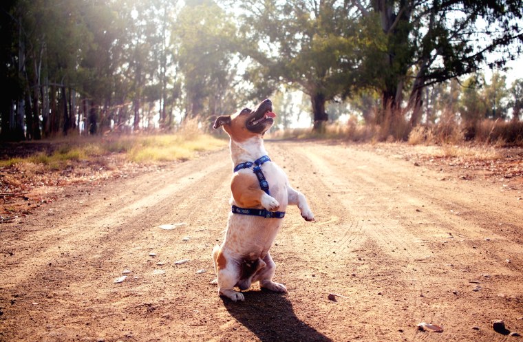 Веселый Джек Рассел терьер