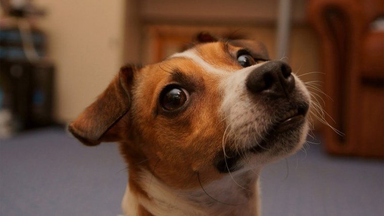 Рассел терьер