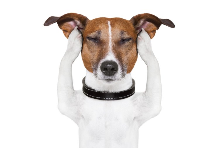 Собака думает