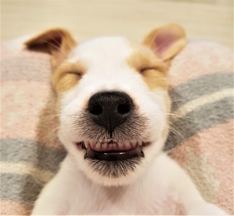 Собака Джек Рассел улыбается