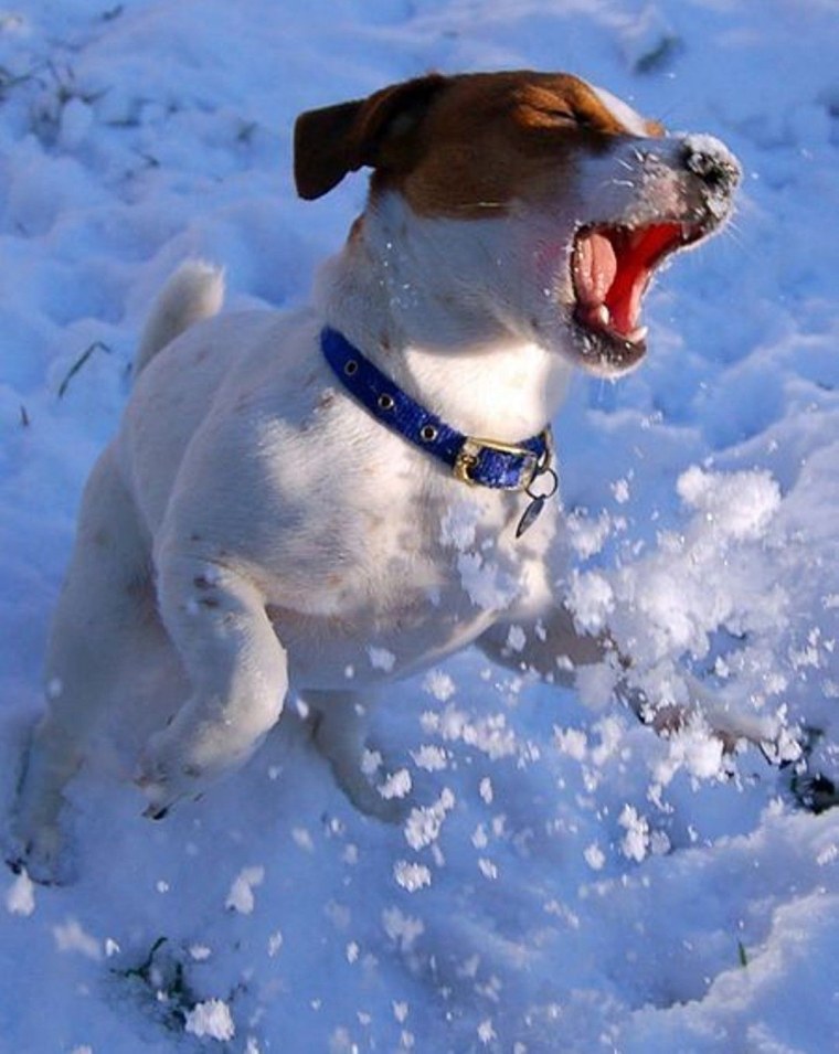 Джек Рассел терьер зима