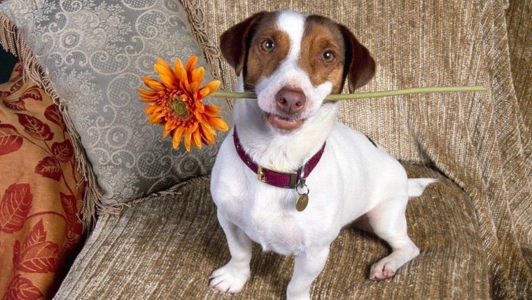 Джек Рассел терьер с цветами