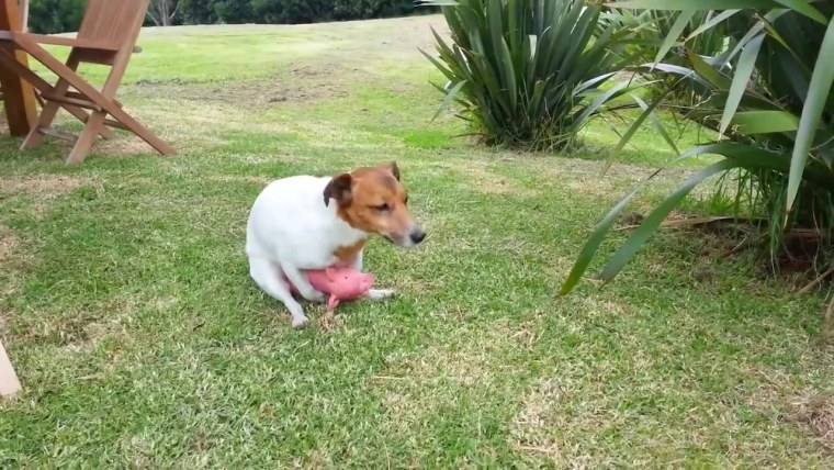 Джек Рассел терьер гиф