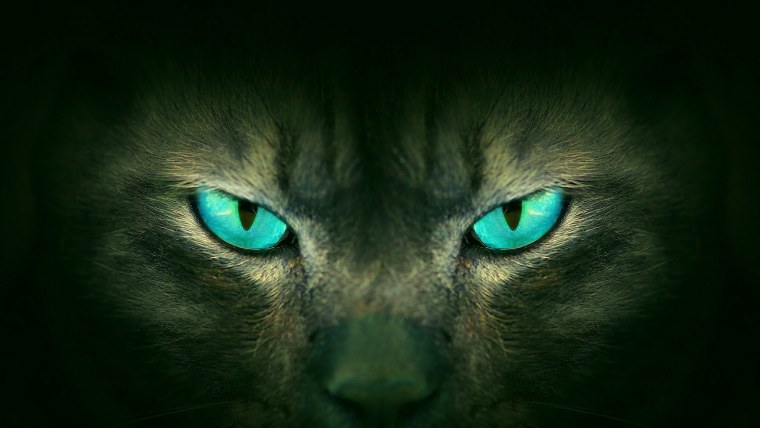 Взгляд кошки