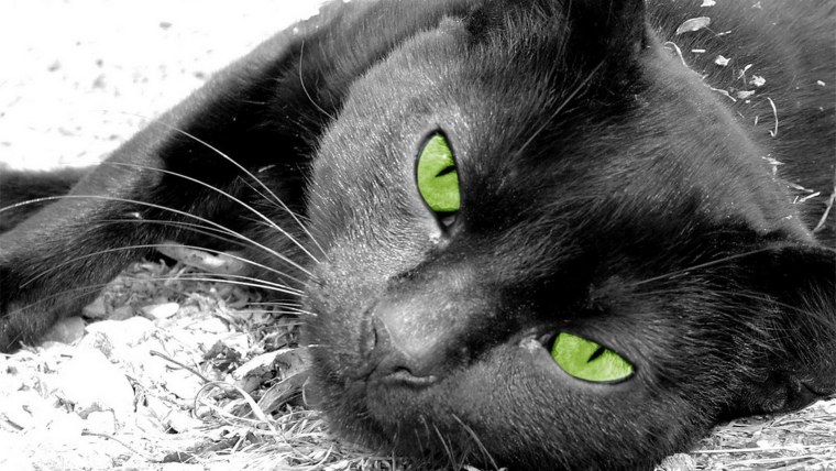Кошка с зелеными глазами