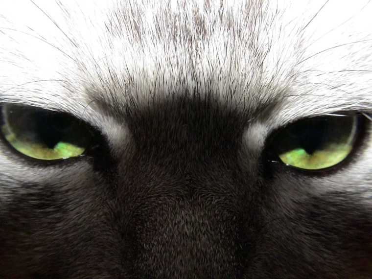 Кошачьи глаза в темноте