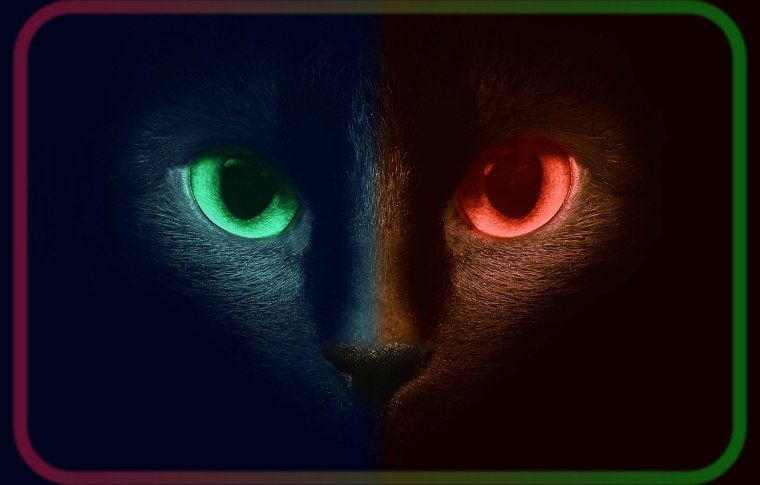 Красивая кошка с зелеными глазами