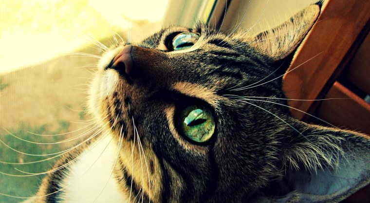 Красивая кошка с зелеными глазами