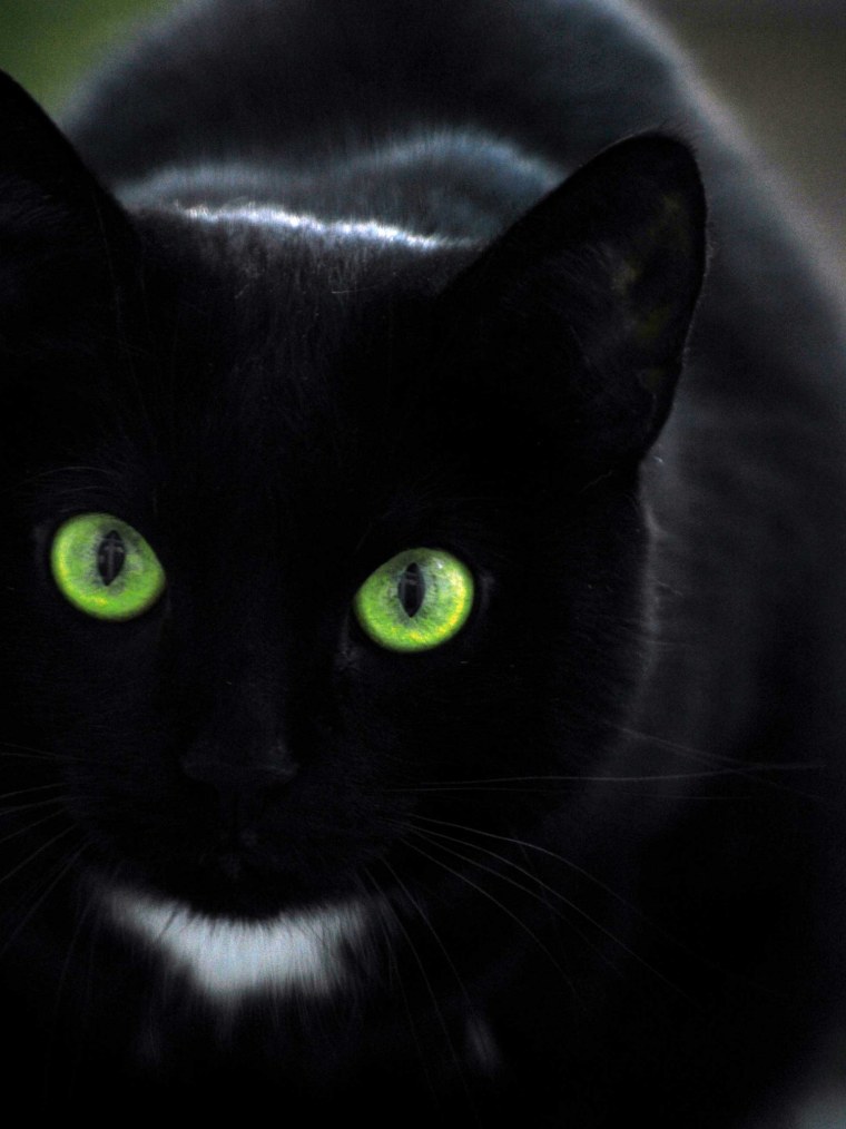 Улыбка кота из Алисы в стране чудес