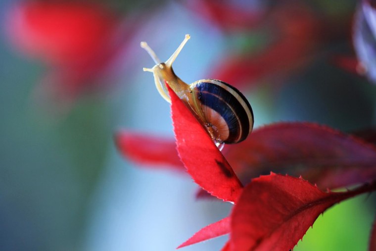 Эффект макросъемки