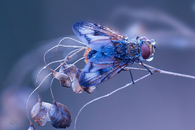 Макросъемка iphone 13 Pro Max