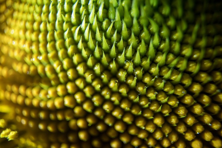 Поролон Макросъемка