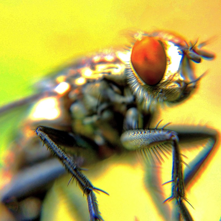 Супер Макросъемка