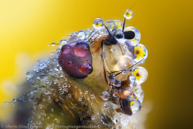 Пыльца цветковых растений под микроскопом