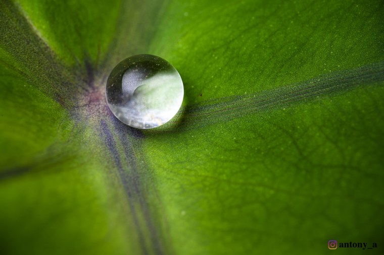 Samsung s21 Макросъемка