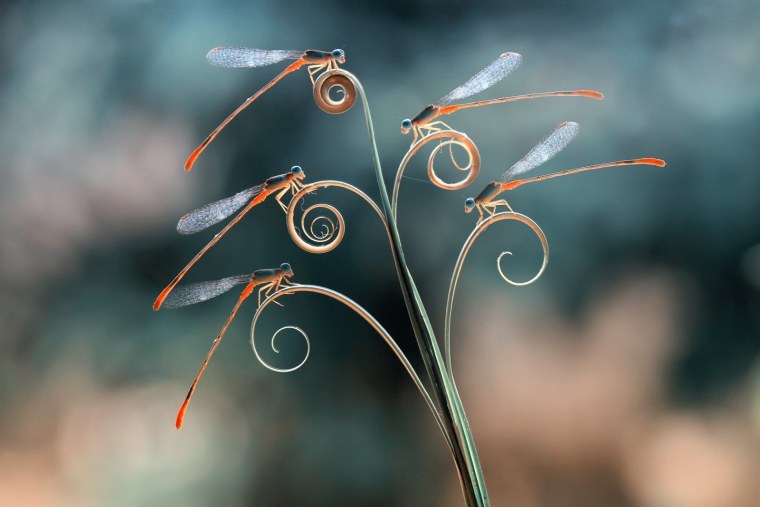 Художественная Макросъемка