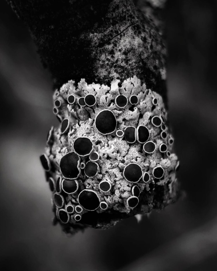 Хлопок Макросъемка