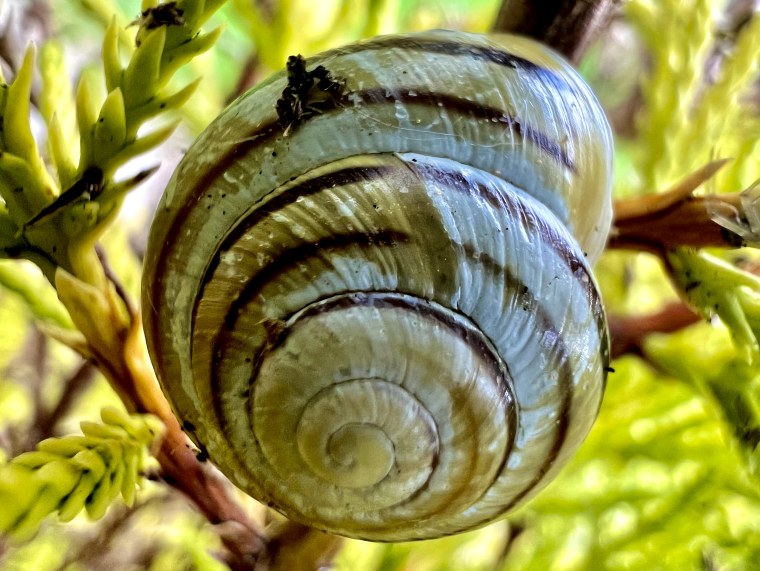 Макрофото Miki Asai
