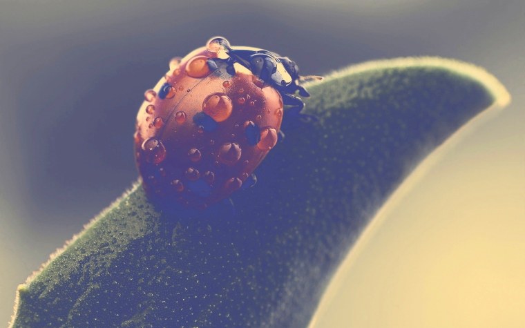 На рабочий стол макро