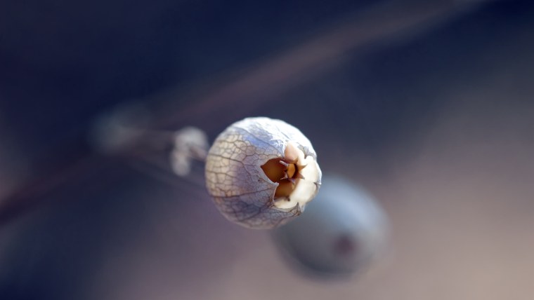 Макрофотография предметов