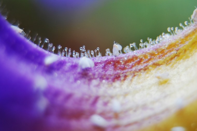 Микросъемка и Макросъемка