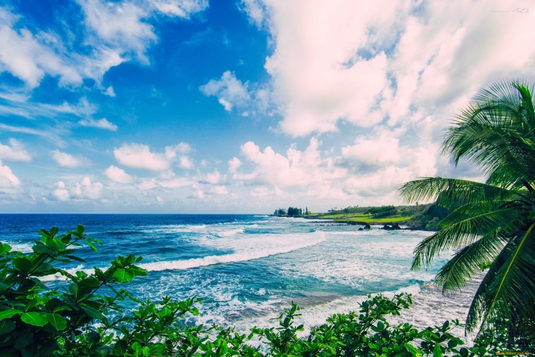 Океан побережье пальмы Гавайи