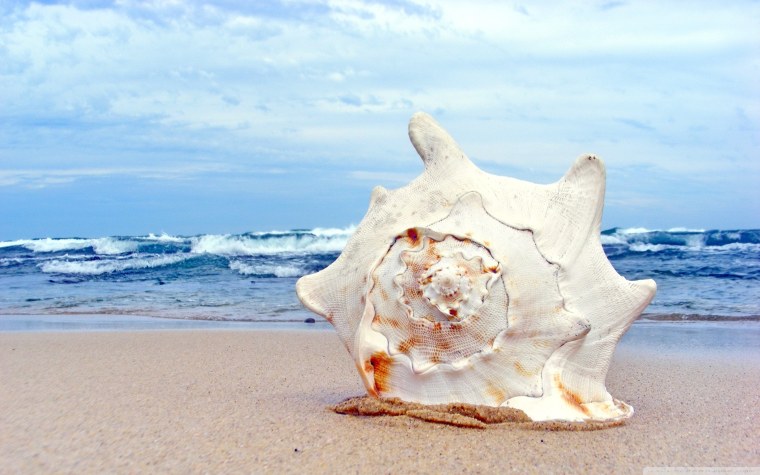 Красивые ракушки