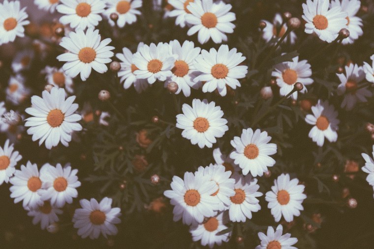 Розовые ромашки Эстетика