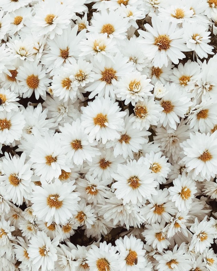 Daisy aesthetic