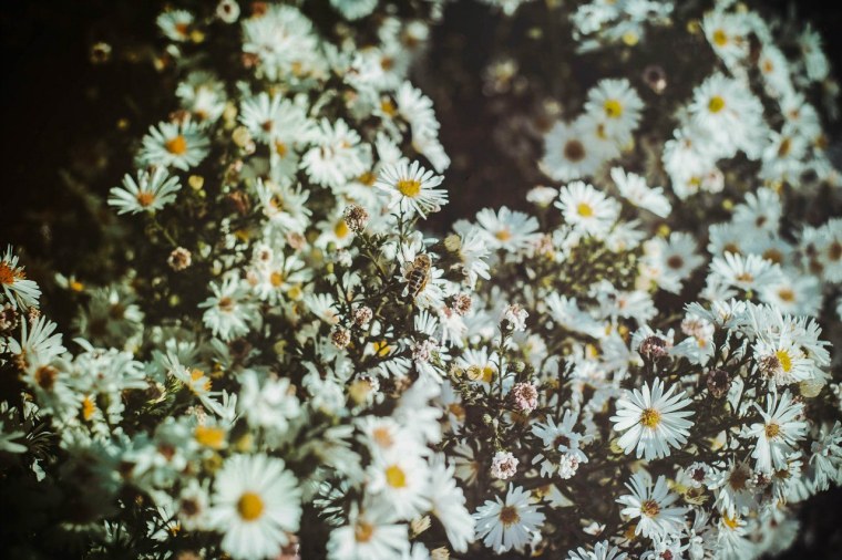 Полевые ромашки Эстетика