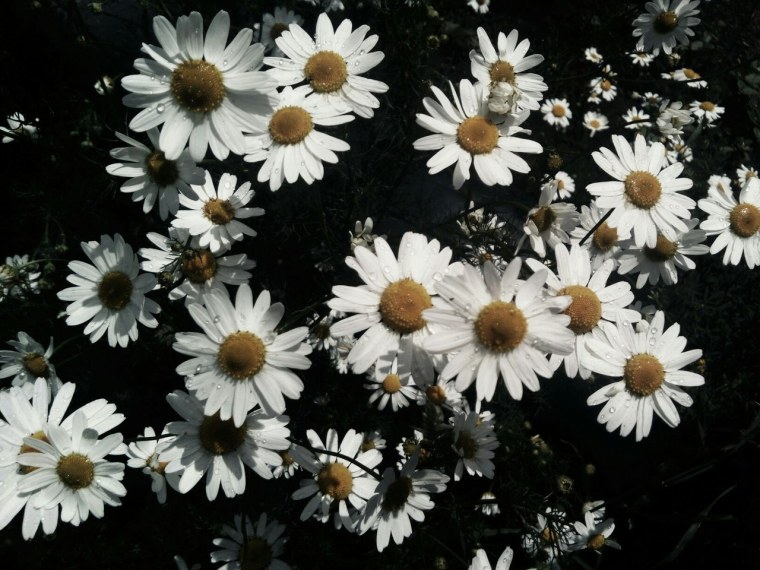 Ромашки сохраненки