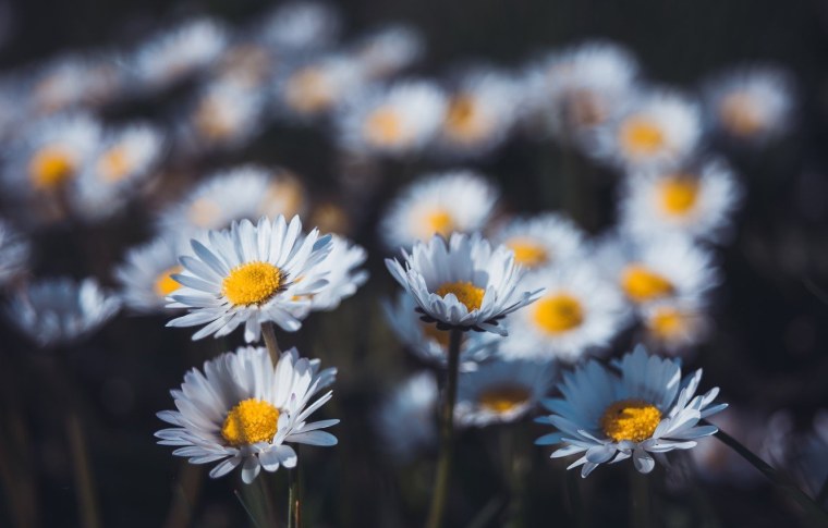 Ромашки и небо