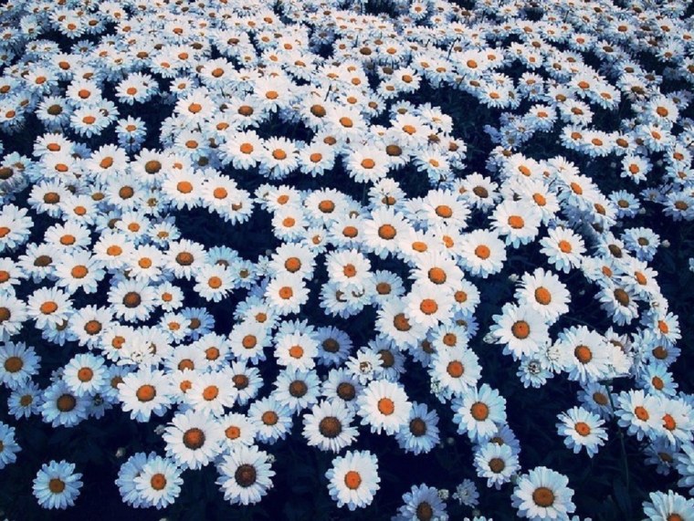 Ромашки сохраненки