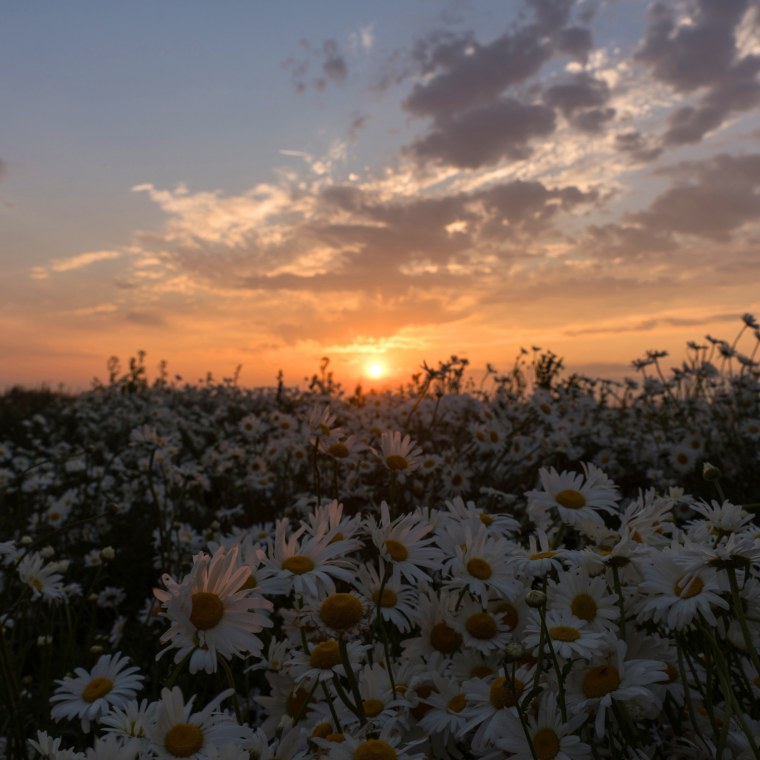 Ромашковый закат