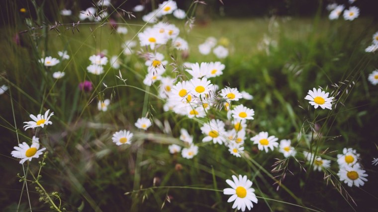 Поле ромашек