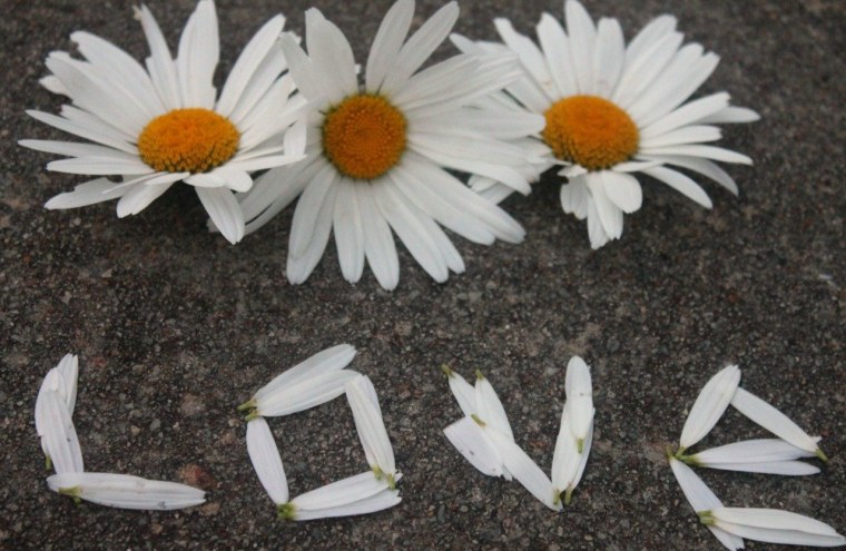 Букет ромашек Эстетика