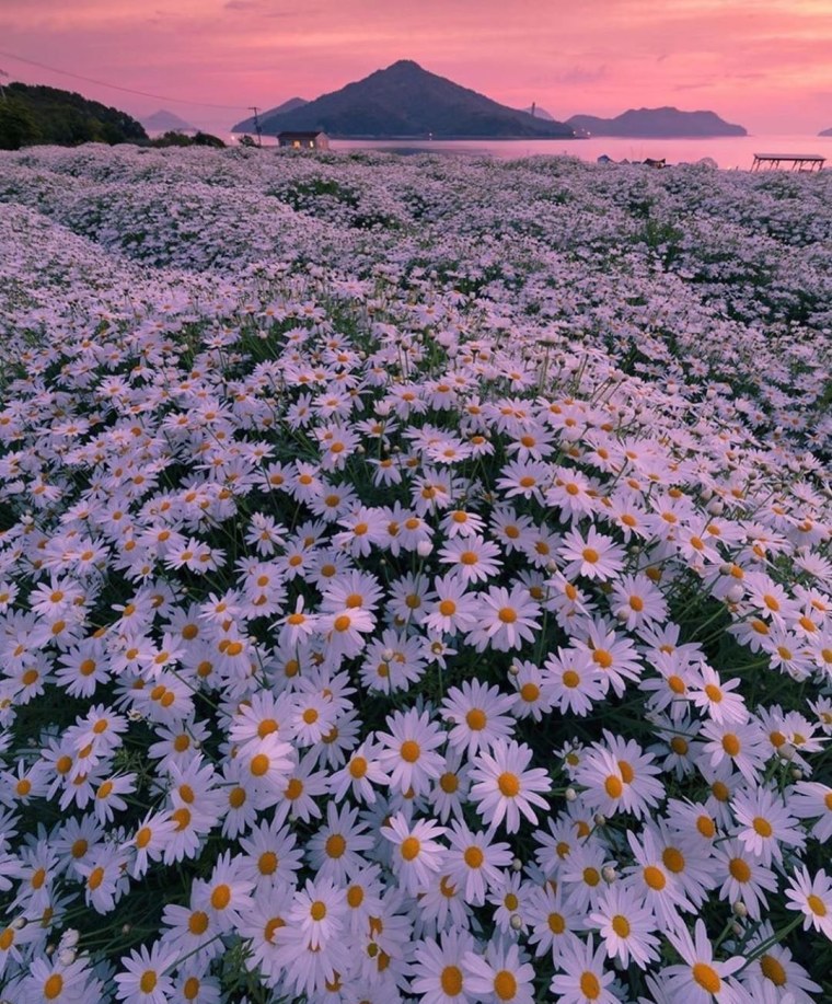 Поле ромашек