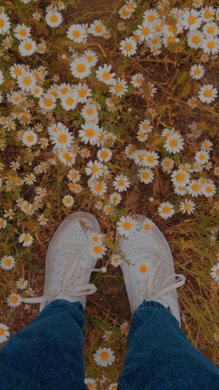 Эстетика природы ромашки