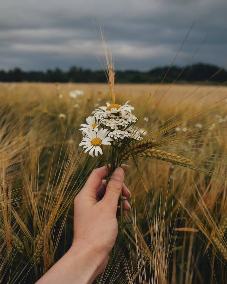 Фон с ромашками Эстетика