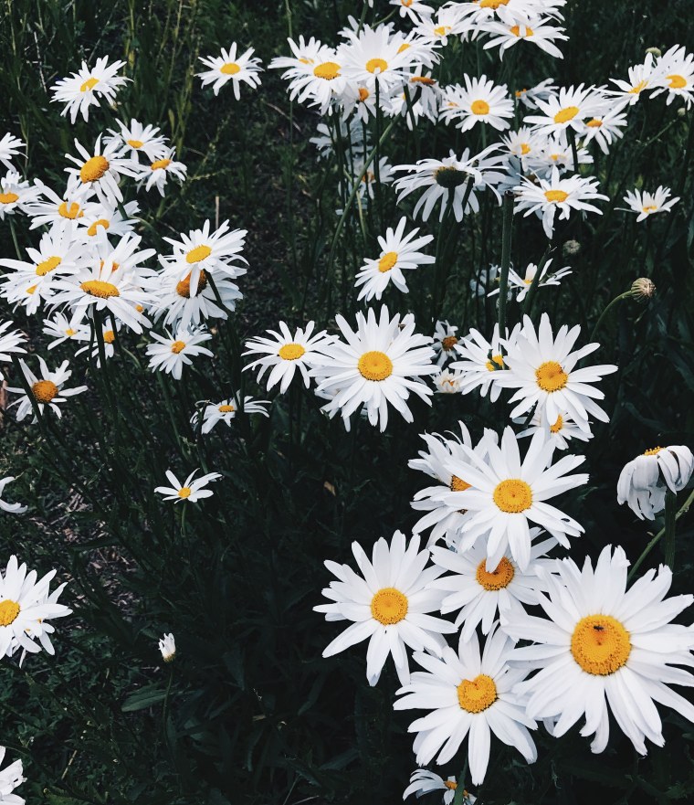 Ромашки фото